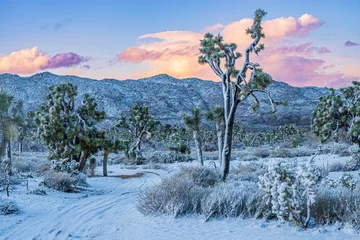 Fotobehang winter desert landscape with snow during sunset © Denise