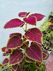 Coleus plant 
