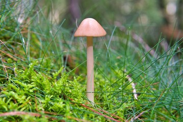 Mushrooms in the forest. Mycology, Green background Amanita virosa, Lamark Bertillon Pirineo, Pyrenees
