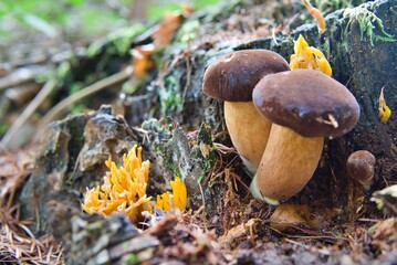 Highly appreciated mushroom. In the woods. Haute cuisine. good taste. magic mushroom. Boletus...