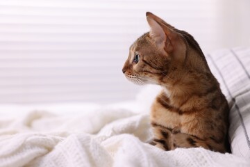 Cute Bengal cat lying on bed at home, closeup and space for text. Adorable pet