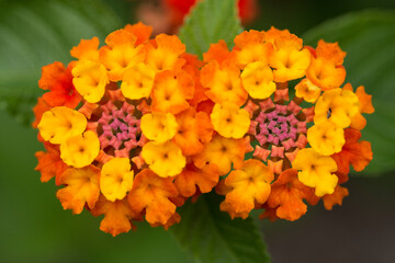 Closeup of orange flowers of Lantana camara