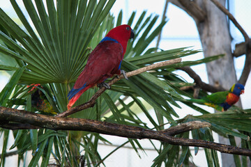The Moluccan eclectus is a parrot native to the Maluku Islands. The parrot family for its extreme sexual dimorphism of the colours of the plumage, the female bright red and purple-blue plumage