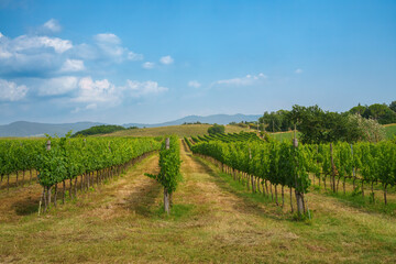 Fototapeta na wymiar Rural landscape on the hills of Orciano Pisano, Tuscany. Vineyard