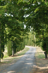 Fototapeta na wymiar Country road near Livorno, Tuscany, at summer