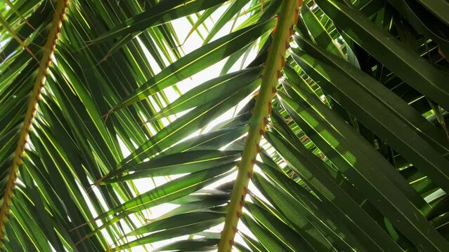 Palm leaf sun rays sun beam