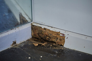  Termite damage on the base wall of room