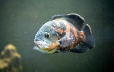 Beautiful fish in murky water in an aquarium