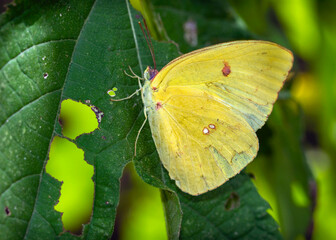 Cloudless Sulphur along the nature trail in Pearland, Texas