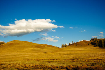 Hillsides with dry yellow grass under blue sky with white clouds in sunny autumn day. Altai mountains, Kurai steppe, Siberia. - obrazy, fototapety, plakaty