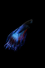 Obraz na płótnie Canvas Blue betta fish with red accents isolated on a black background