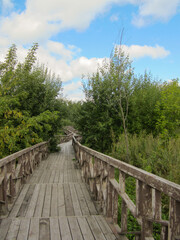 Wooden eco-trail with railings, trees and bushes.