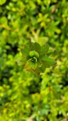 Close up photo of beautiful plant leaves