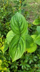 Close up photo of beautiful plant leaves