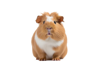 Fototapeta premium a beautiful Guinea pig on a white background studio shot