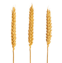 Wheat ears isolated on white or transparent background. Set of three wheat spikes with grains