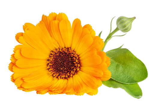 Calendula officinalis flower isolated on white background. Marigold medicinal plant, healing herb. One single calendula flower with green leaves.