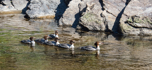 Mergansers