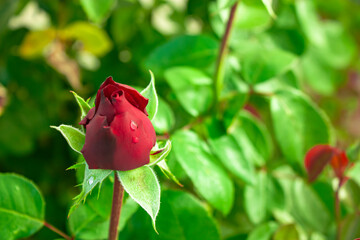 Photo of fresh red rosebuds with water drops on them.