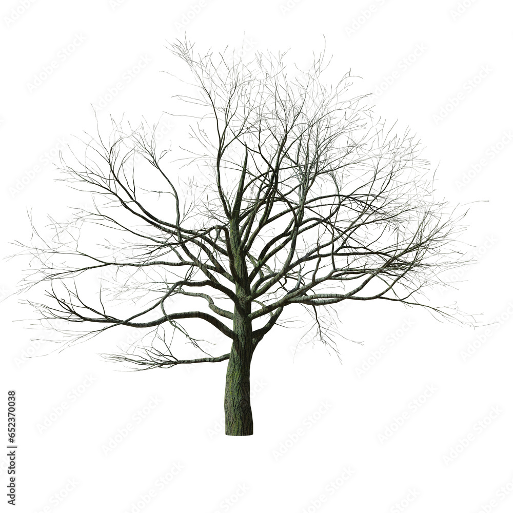 Poster 3d png tree without leaf or death tree 3d application render with high quality detail, png transpare
