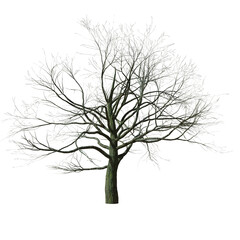 3D PNG tree without leaf or death tree 3d application render with high quality detail, PNG...