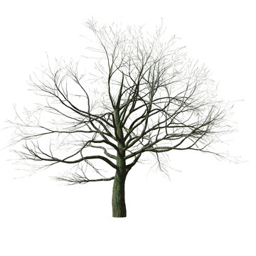 3D PNG tree without leaf or death tree 3d application render with high quality detail, PNG transparent no background, 3d illustrations rendering 