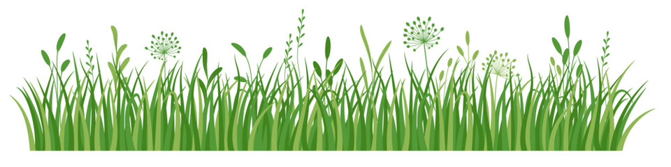 Flowers and grass border, meadow green grass, vector illustration, decoration element