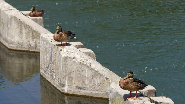 ducks resting on a dam on a hot day. detail. 4k video, 50 fps.