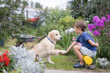 boy training a golden retriever puppy