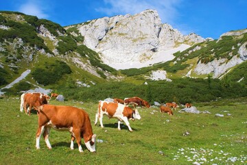Mountain pasture in Austrian Alps with cows and mountain peaks on the background