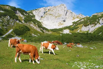 Tuinposter Mountain pasture in Austrian Alps with cows and mountain peaks on the background © Tunatura