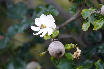 
Honey bee pollinating a Gardenia thunbergia flower, Rubiaceae family

