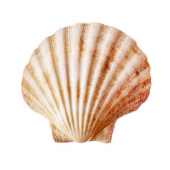 Jakobsmuschel, isoliert