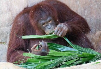 Orangutan eating a palm leaf © Dale