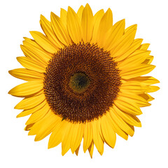 Sunflower with yellow petals and dark middle.  Element for your design.