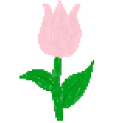 pink tulip isolated