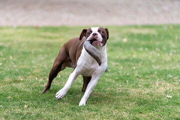 Boston terrier carrying a horn on the grass