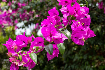Blooming bougainvillea flower (paper flower) on a garden.