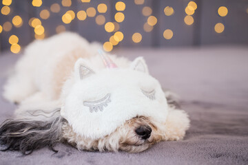 An adult white dog is resting on a gray bed and wearing white glasses to sleep. The dog is sleeping in bed. Bichon frise