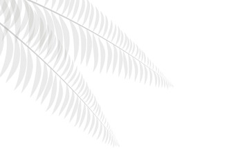 white color leaf and white color abstrack background designe.