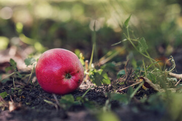 Single fallen red apple on ground with green grass in rural orchard closeup
