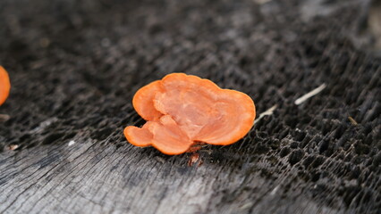 Pycnoporus coccineus - Orange Bracket Fungi