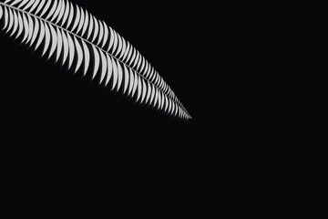 white color leaf and black color abstrack background designe.