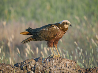 Male of Marsh harrier (Circus aeruginosus), isolated on a blurred background