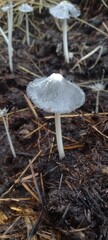 mushroom in the forest
