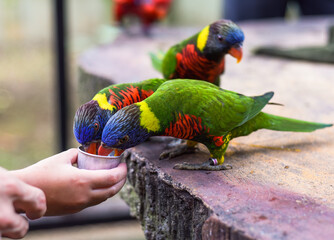 Loriini parrots drinking milk in Kuala Lumpur, Malaysia © Tatiana