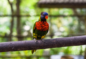 Loriini parrots sitting on a branch in Kuala Lumpur, Malaysia
