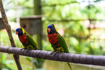 Loriini parrots sitting on a branch in Kuala Lumpur, Malaysia