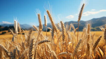 Fototapeta premium Yellow agriculture field with ripe wheat and blue sky with clouds over it.