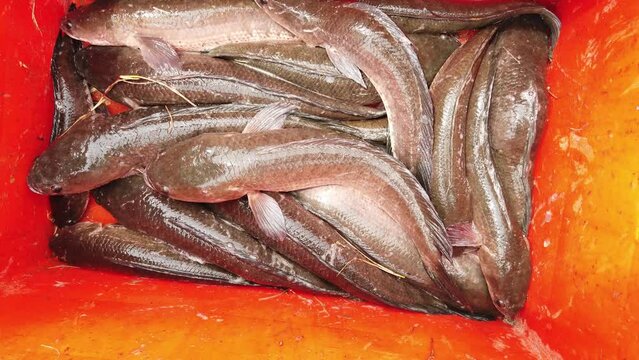 snakehead murrel catfish farming in India, commercial channa striata fish farming HD